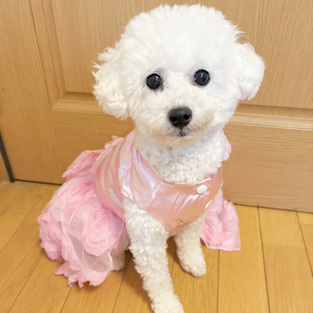 卒業犬ソニーちゃんの近況♪